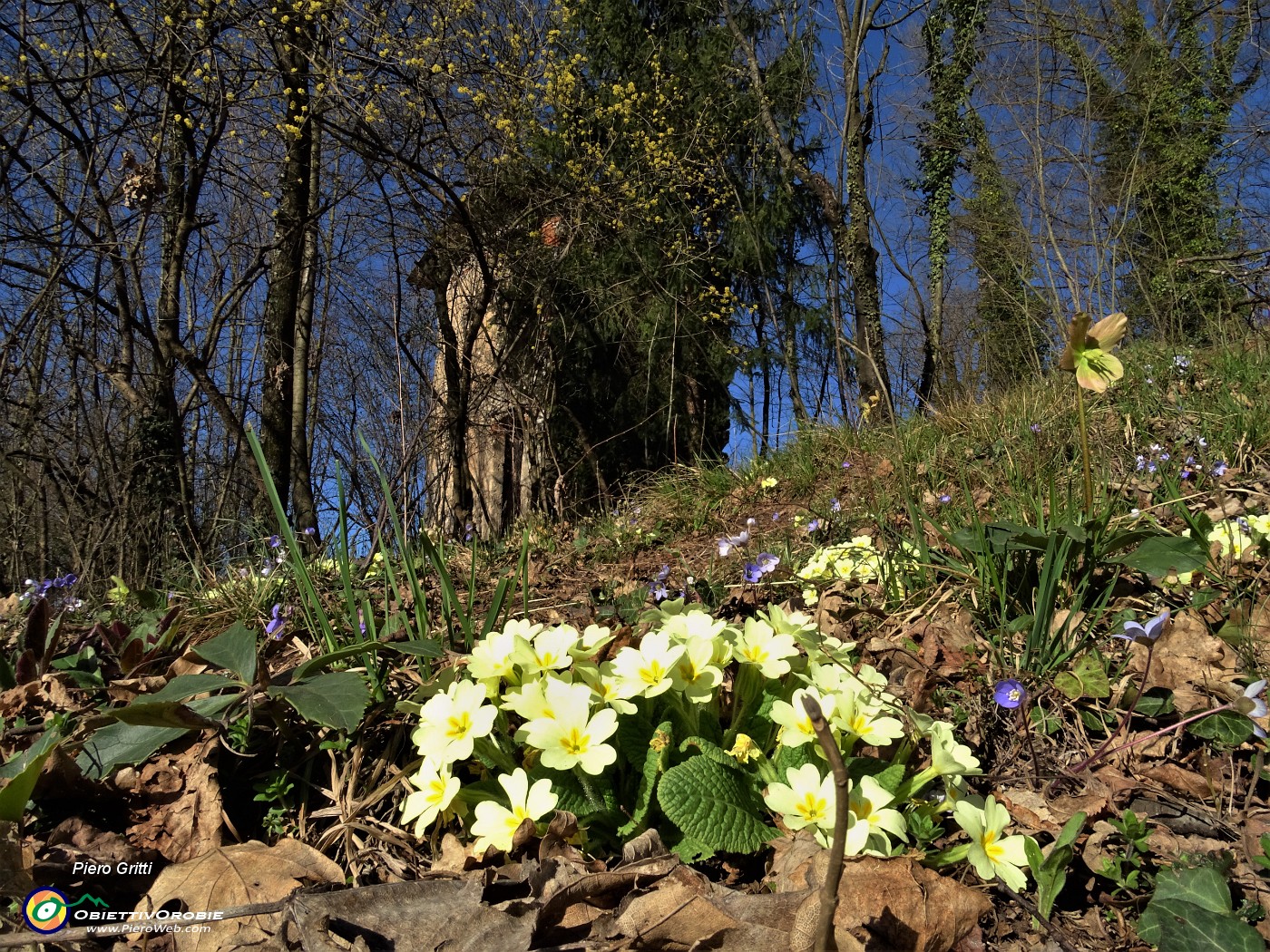 13 Primule gialle (Primula vulgaris) presso antico roccolo in disuso.JPG